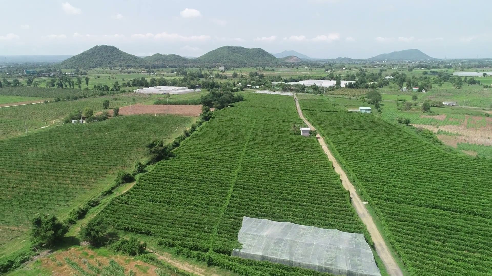 Vườn chanh dây Eden Bình Thuận nhìn từ flycam
